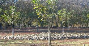 Herd of geese.JPG